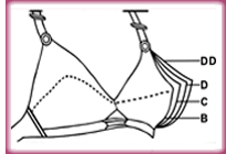 Anatomy of a Bra: How It Supports You, Blog